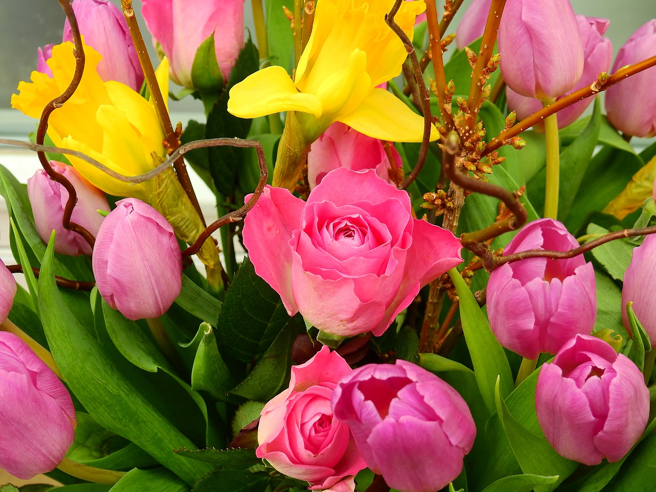 rose tulips cloves free photo