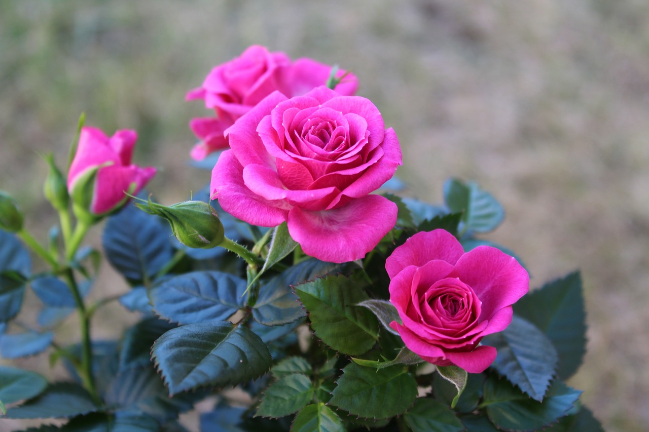 rose pink flower free photo