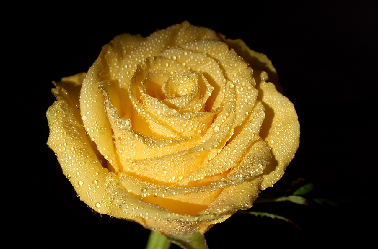 rose yellow dew free photo