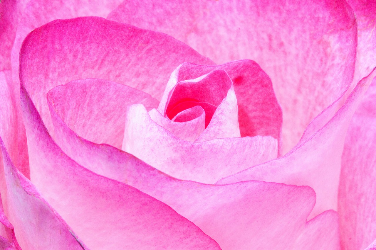 rose pink family free photo