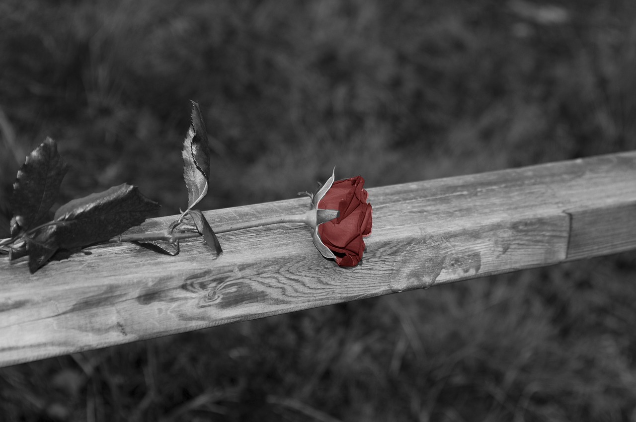 rose black and white railing free photo