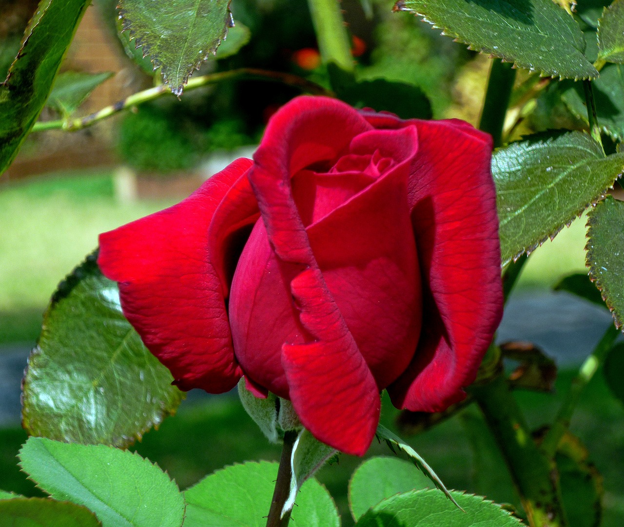 rose red rose flower free photo