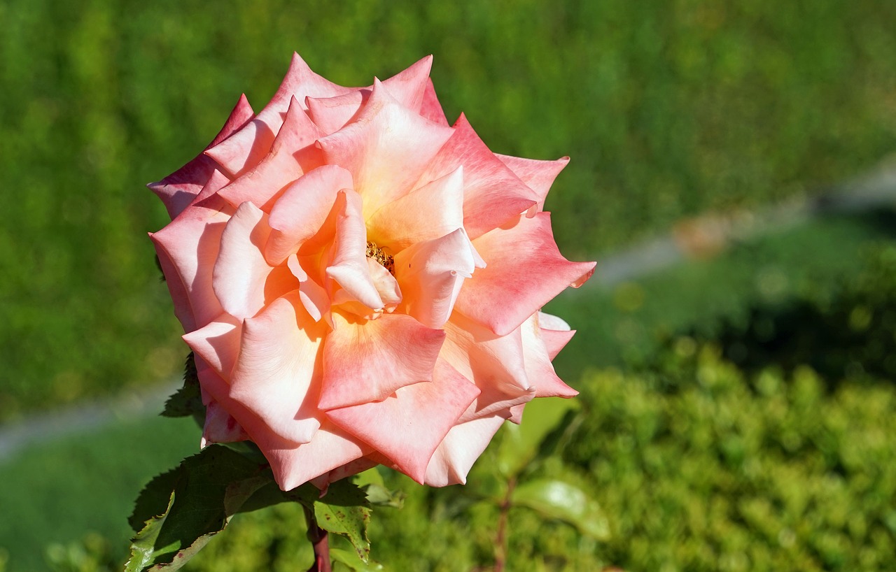 rose pink blossom free photo