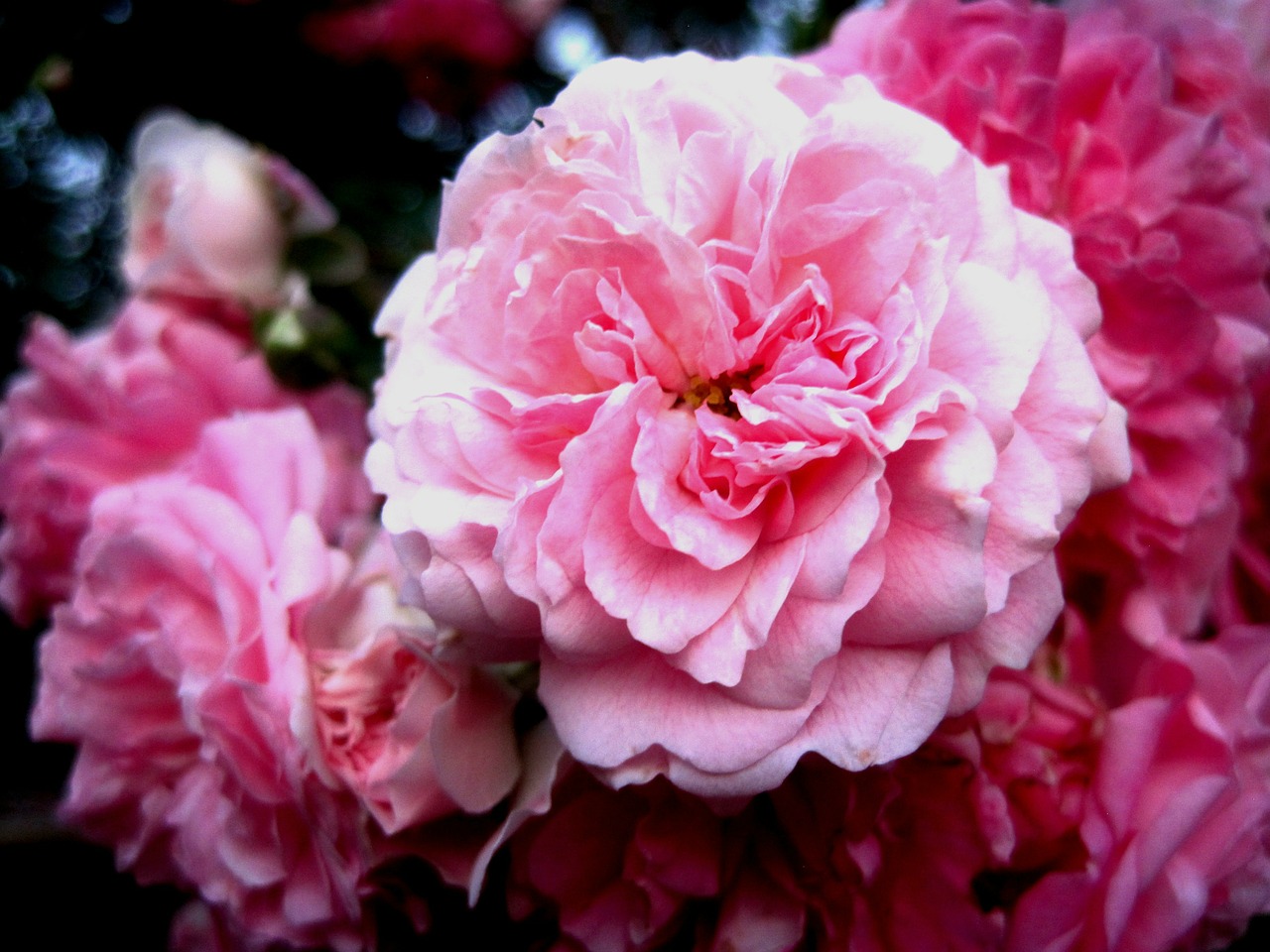rose rambler pink free photo
