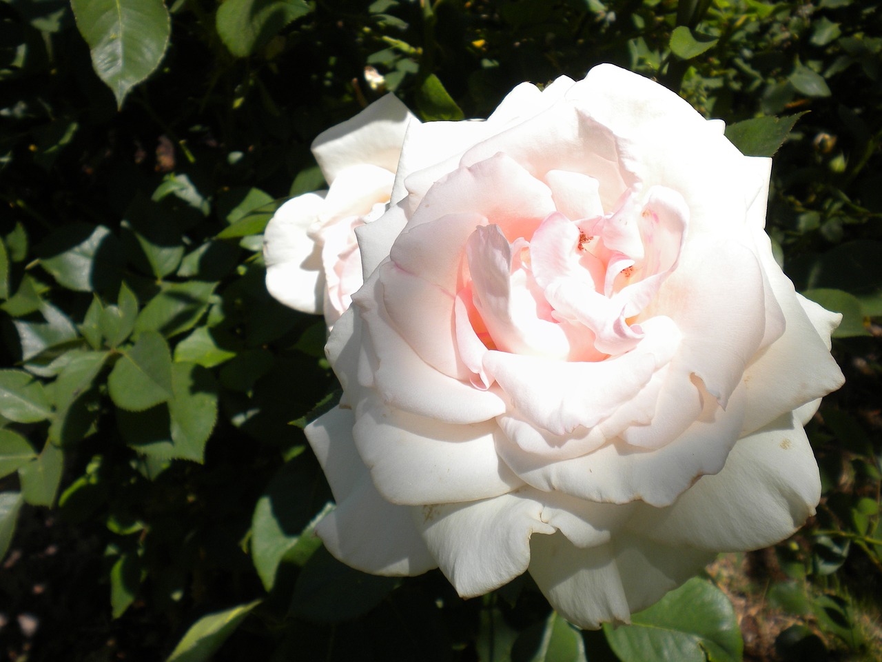 rose flower white free photo