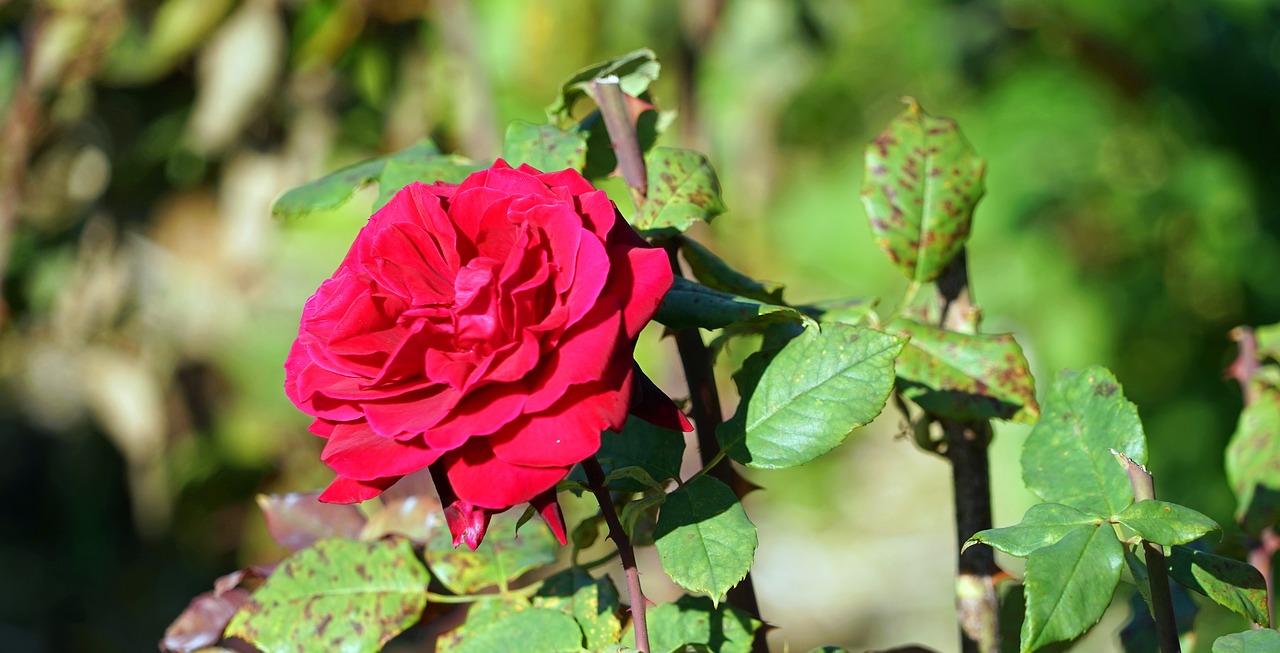 rose red flower free photo