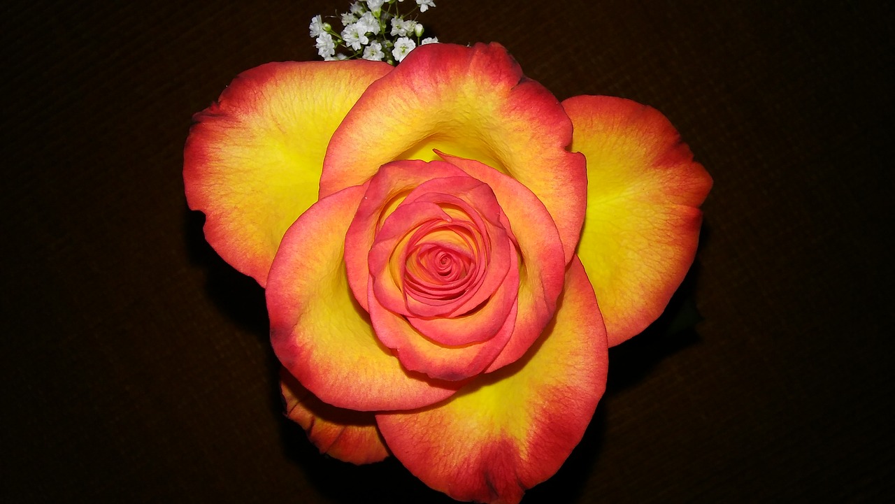 rose beauty color free photo