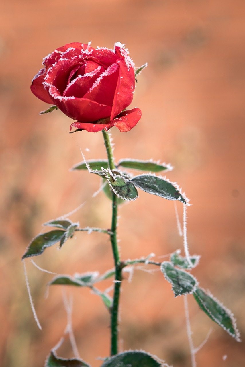 rose ice hoarfrost free photo