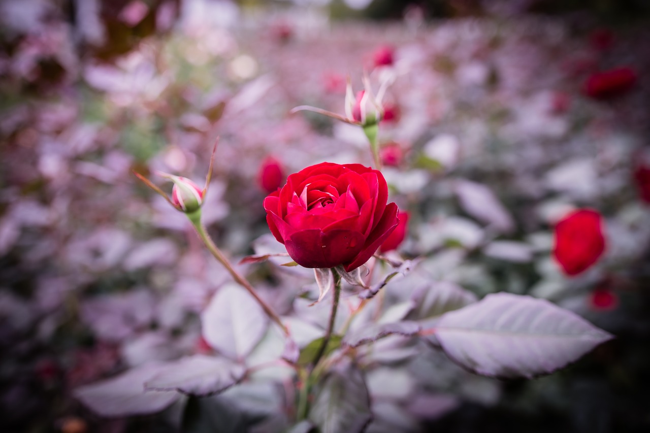 rose flowers rose garden free photo