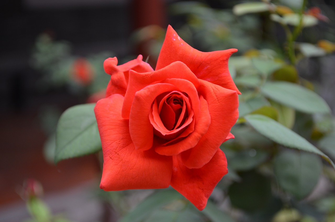 rose red flowers free photo