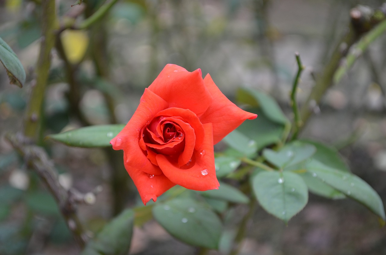 rose red flowers free photo