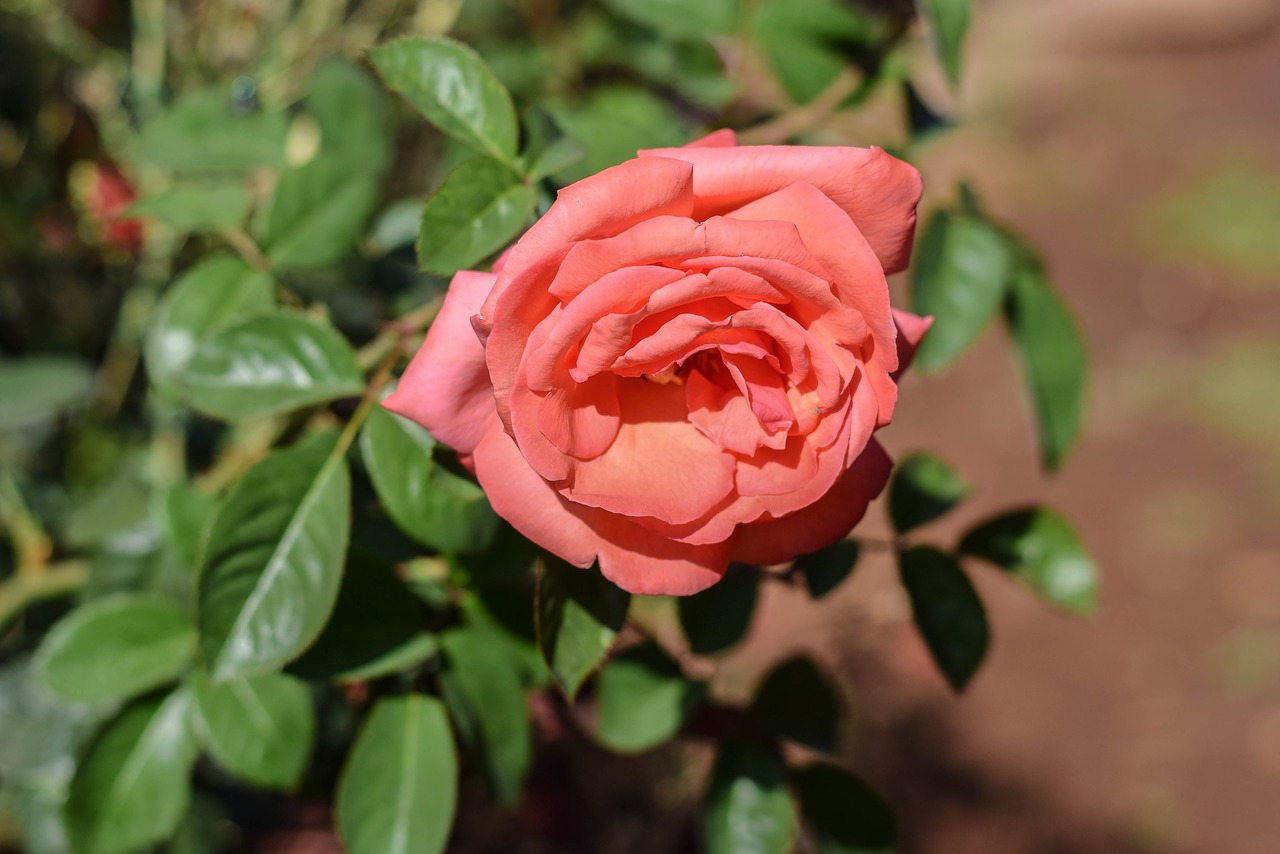 rose red nature free photo