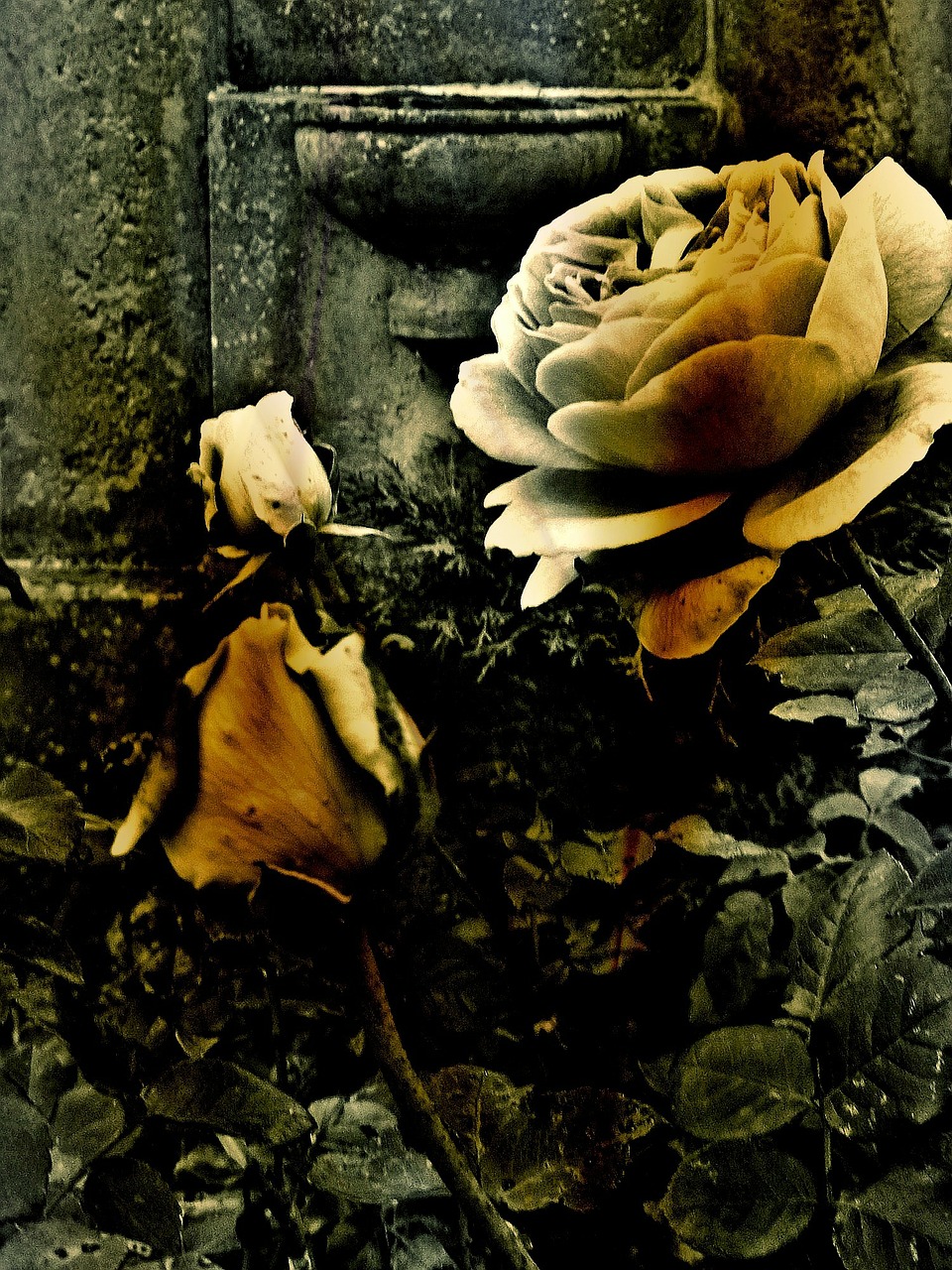 rose flower cemetery free photo