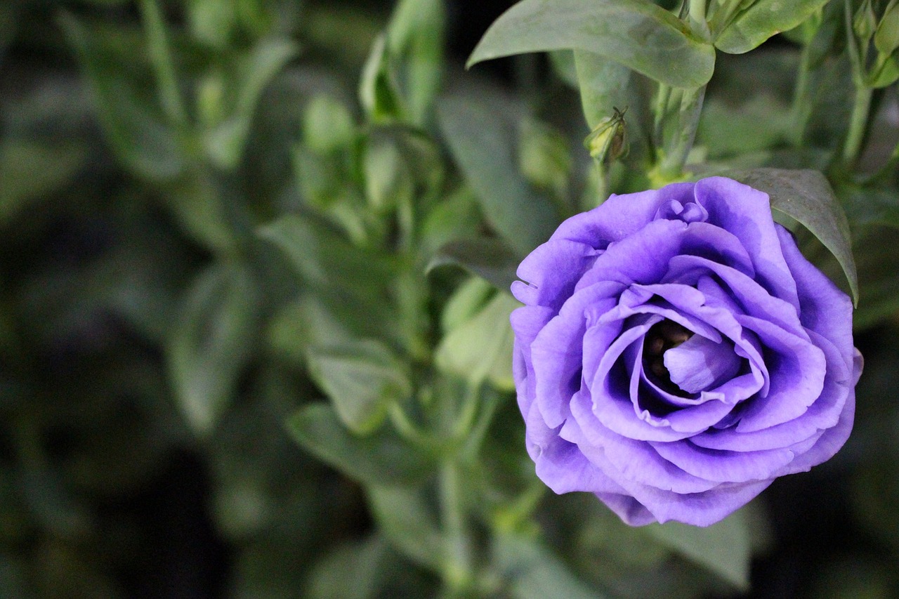 Фиолетовые розы распускаются