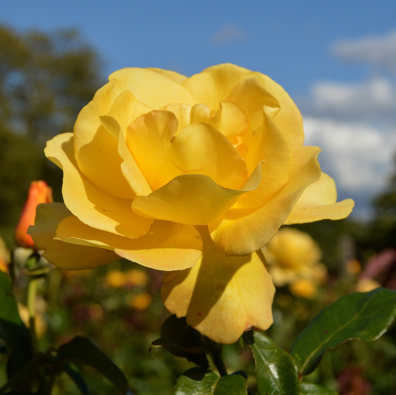 rose yellow floral free photo