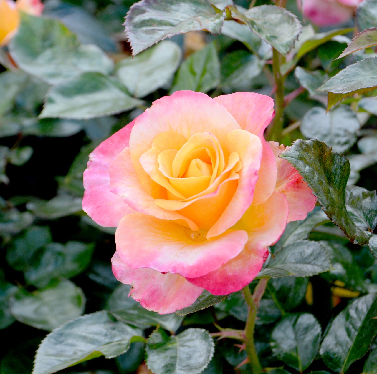 rose yellow pink free photo