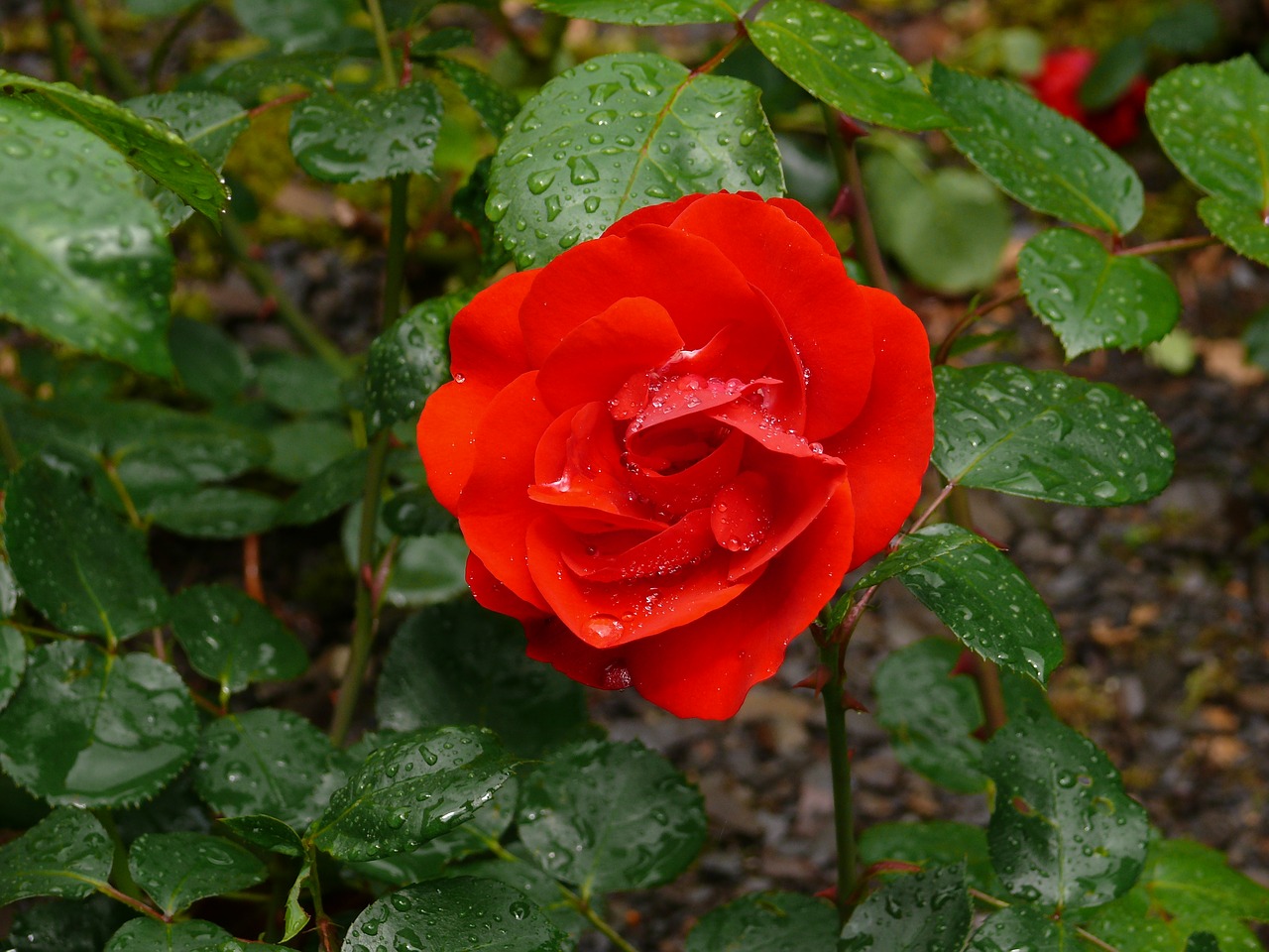 rose red flower free photo