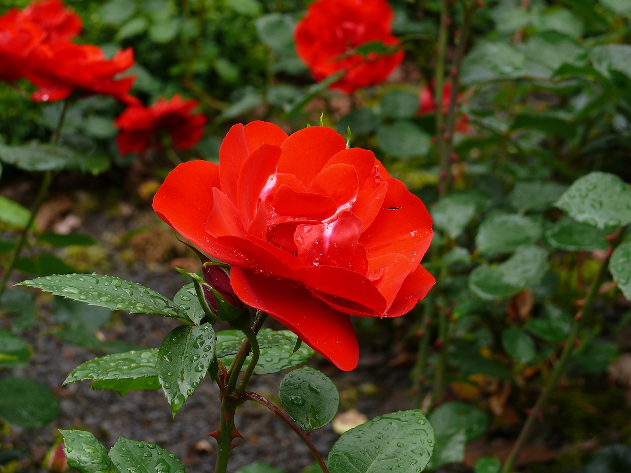 rose red flower free photo