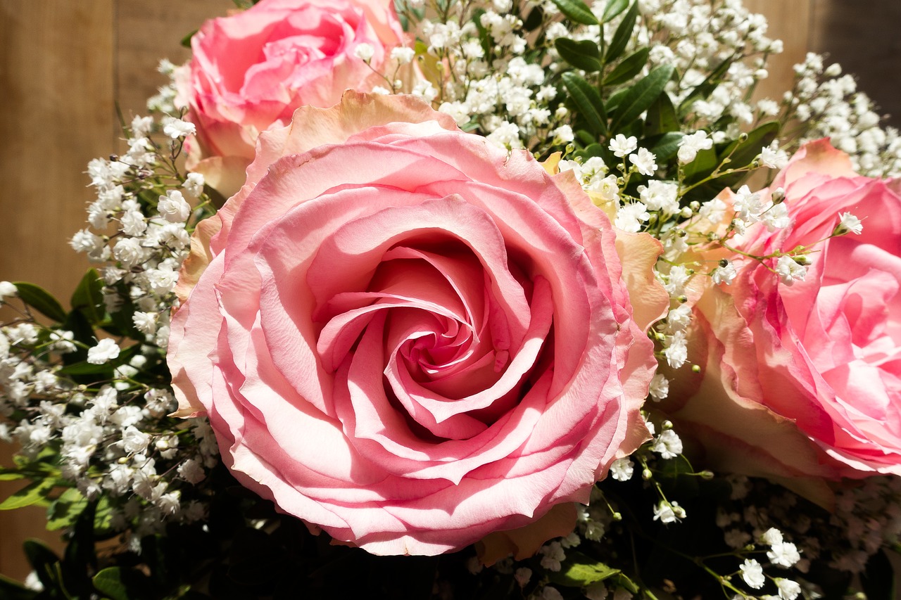 rose flower composites free photo