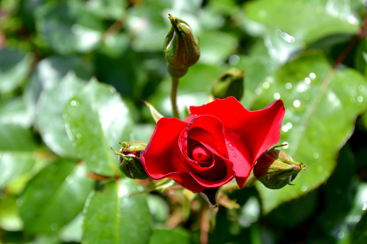 rose flower red rose free photo