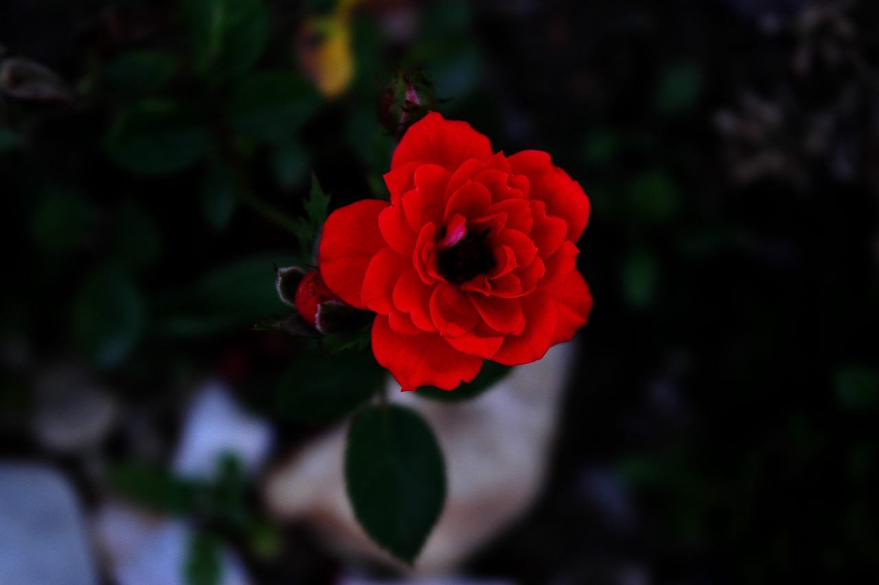 rose red valentine's day free photo