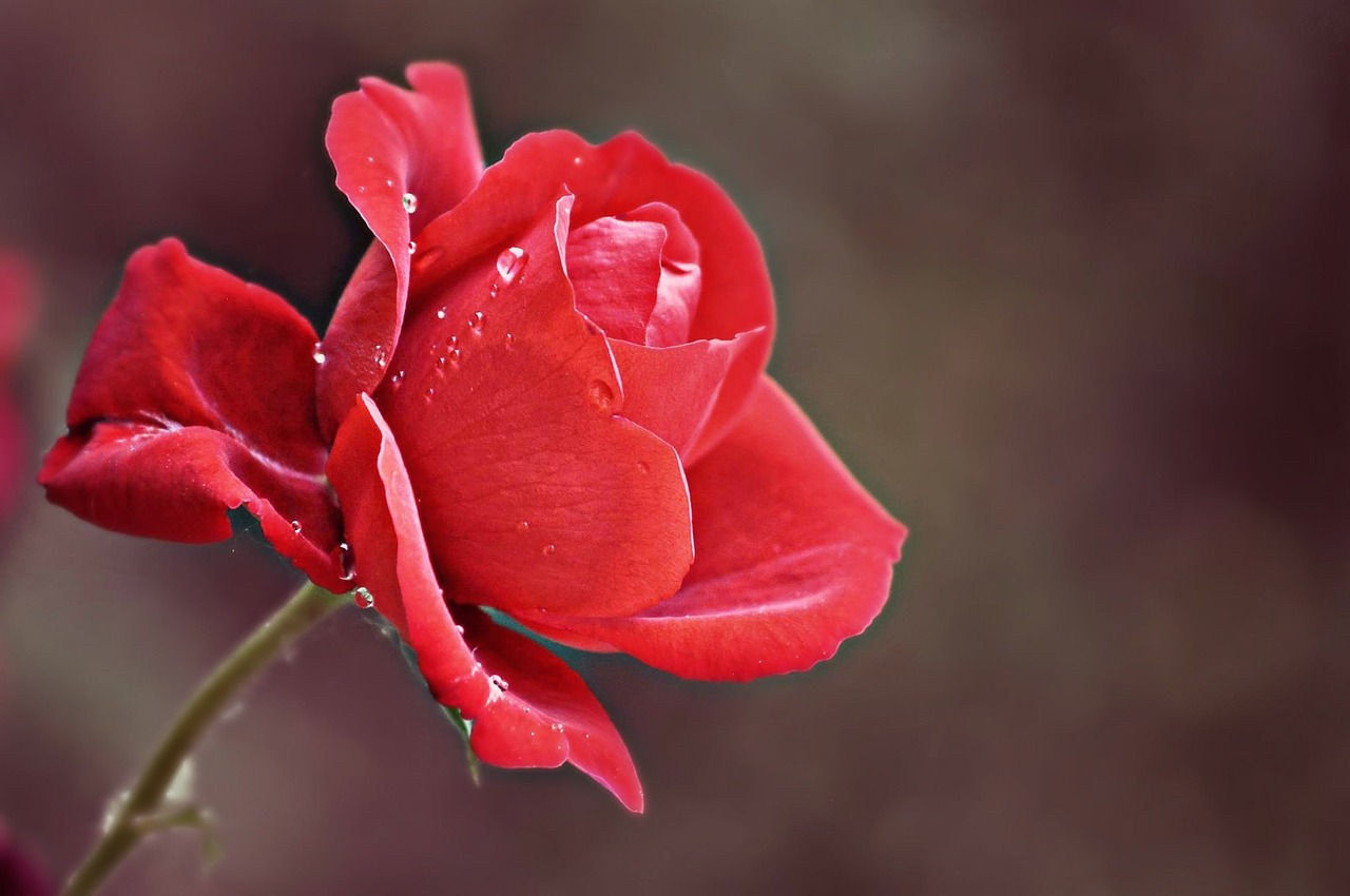 rose rain drops after the rain free photo