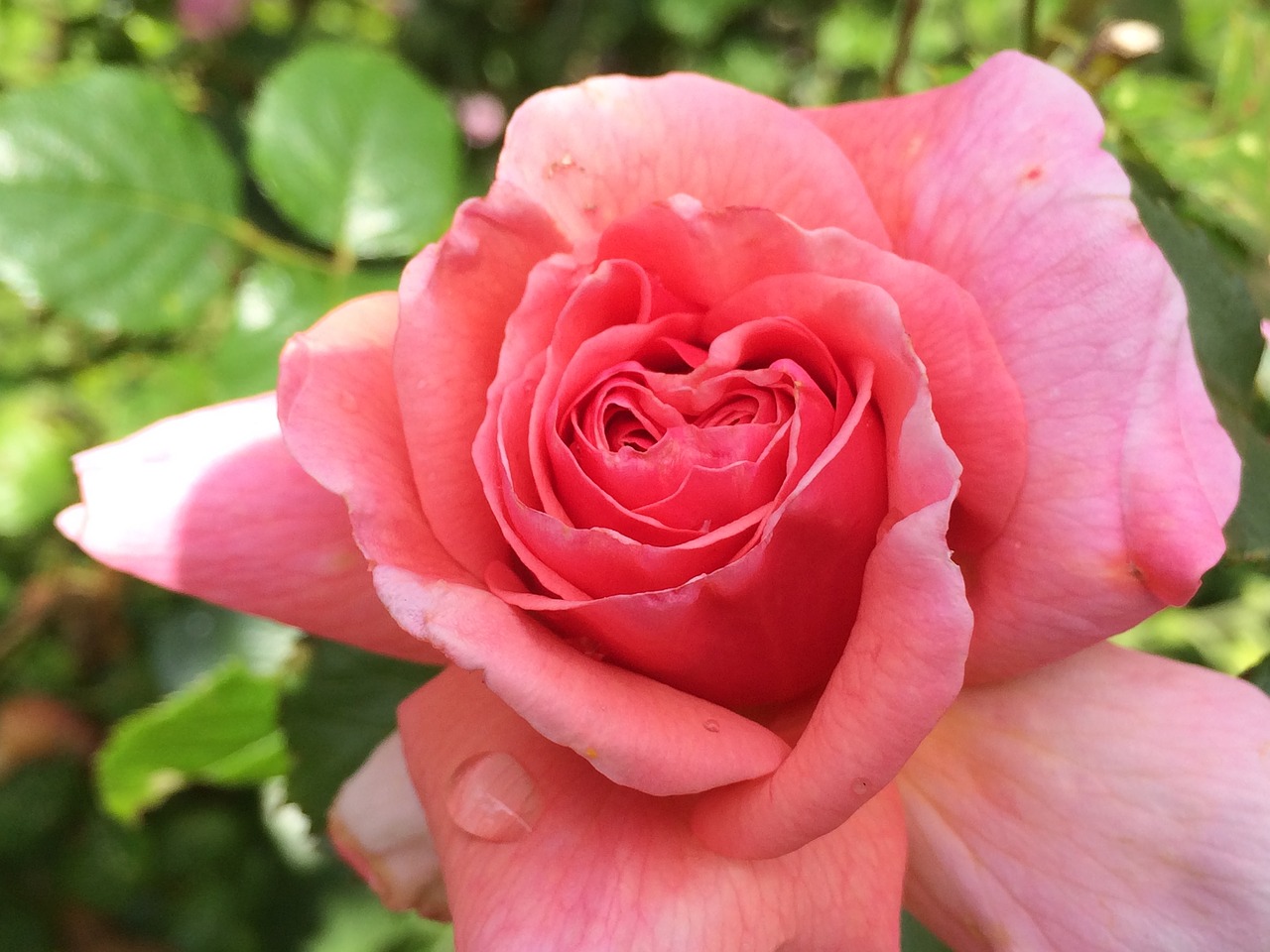 rose flower pink free photo