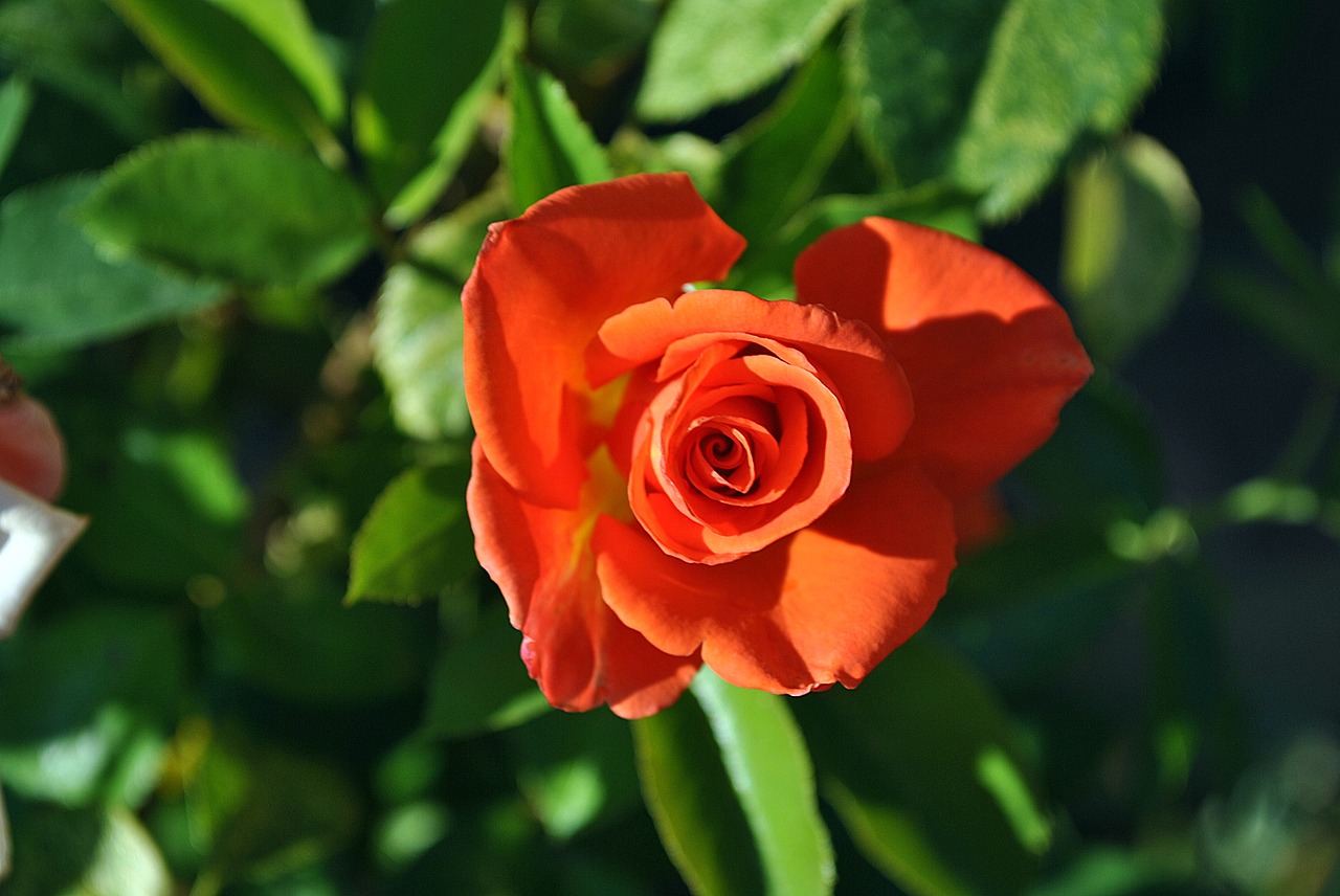 rose orange rose nature free photo