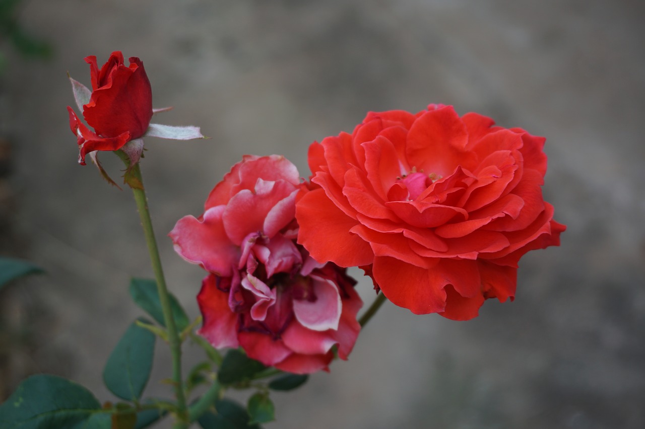 rose red roses flowers free photo