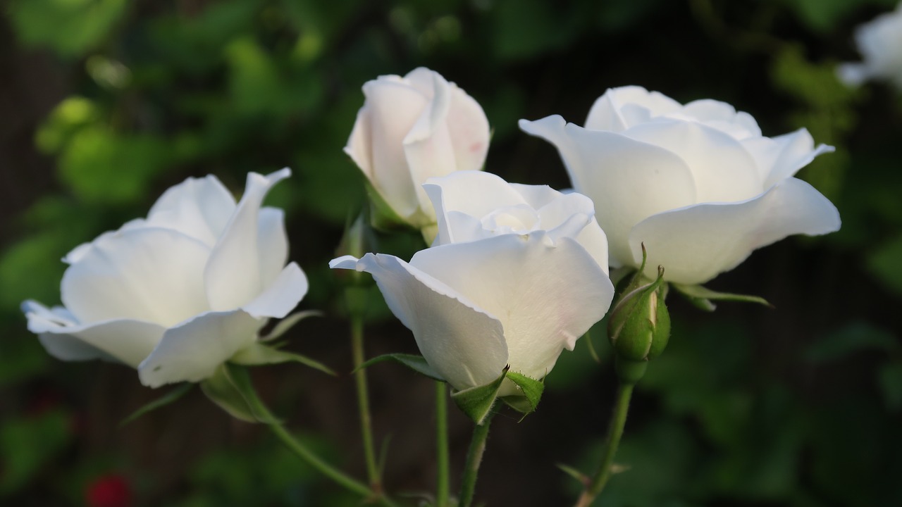 rose white white rose free photo