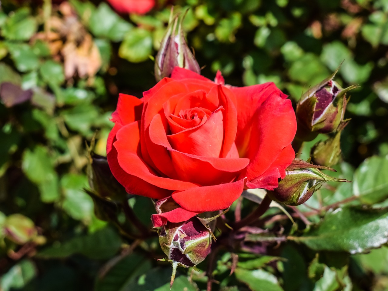 rose red garden free photo