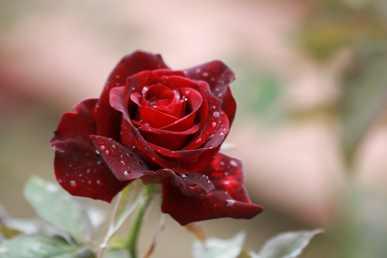 rose flower red free photo