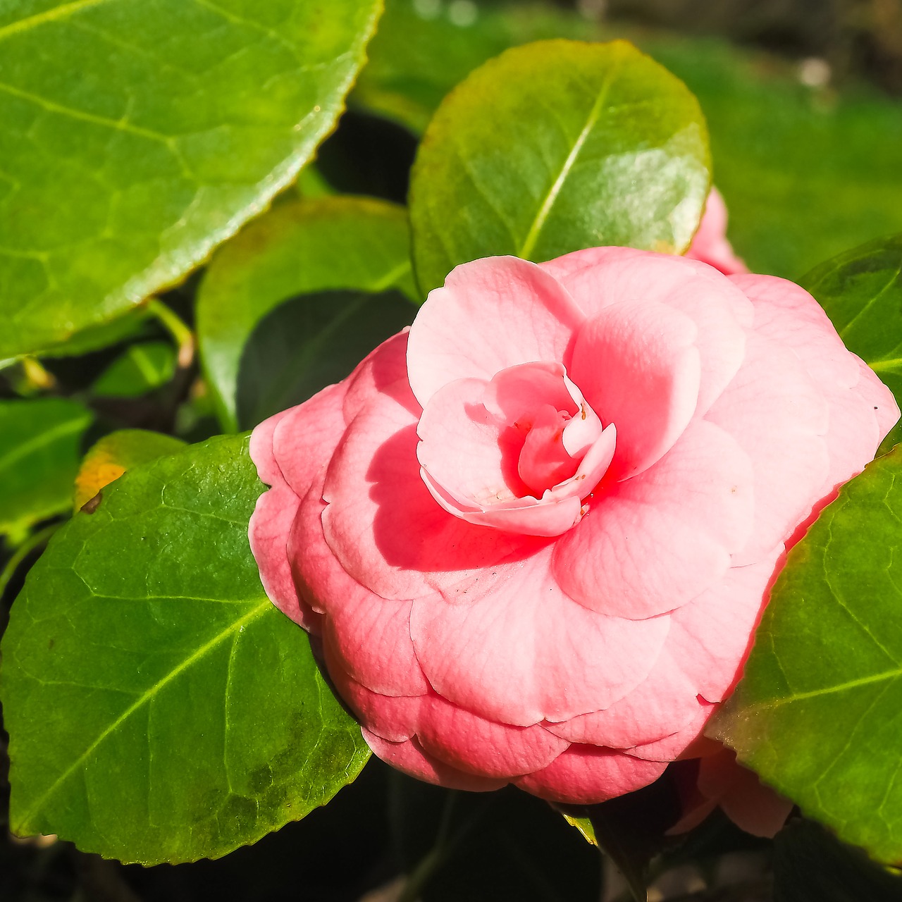 rose flower red roses free photo