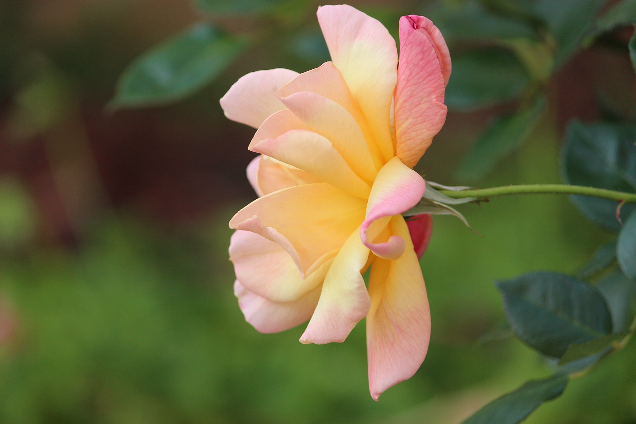 rose flowers bloom free photo