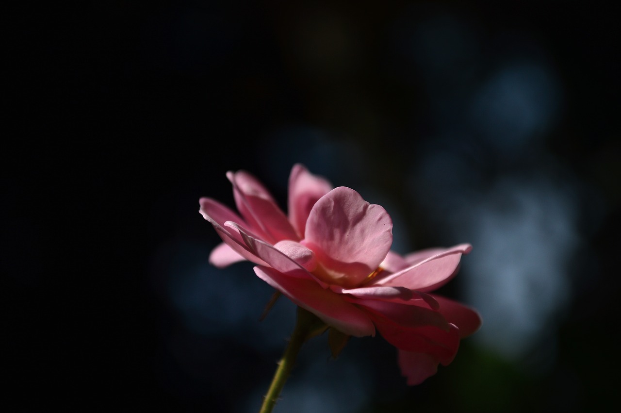 rose green morning free photo