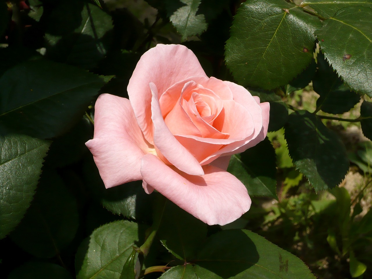 rose pink flower free photo