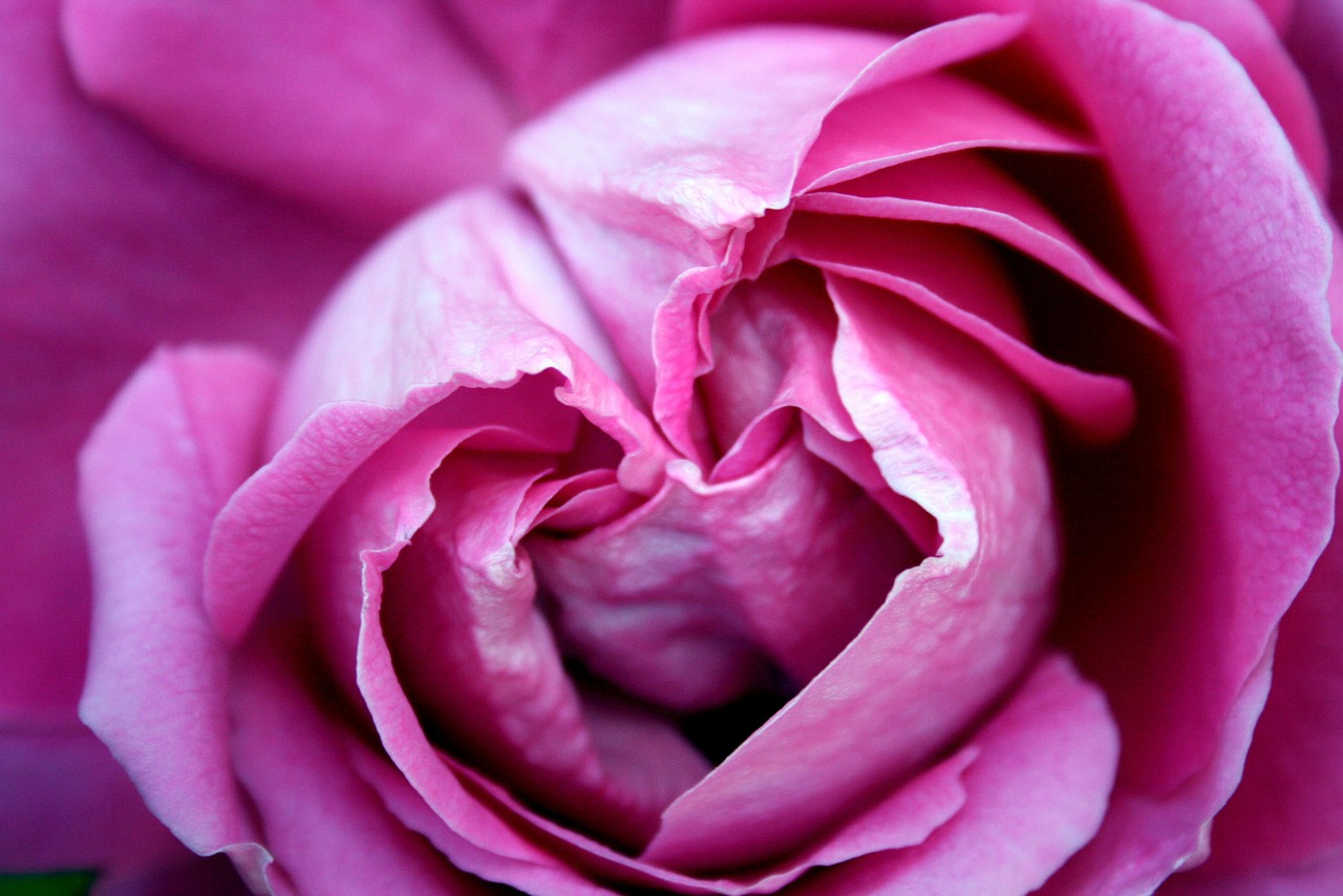 rose rosa flower free photo