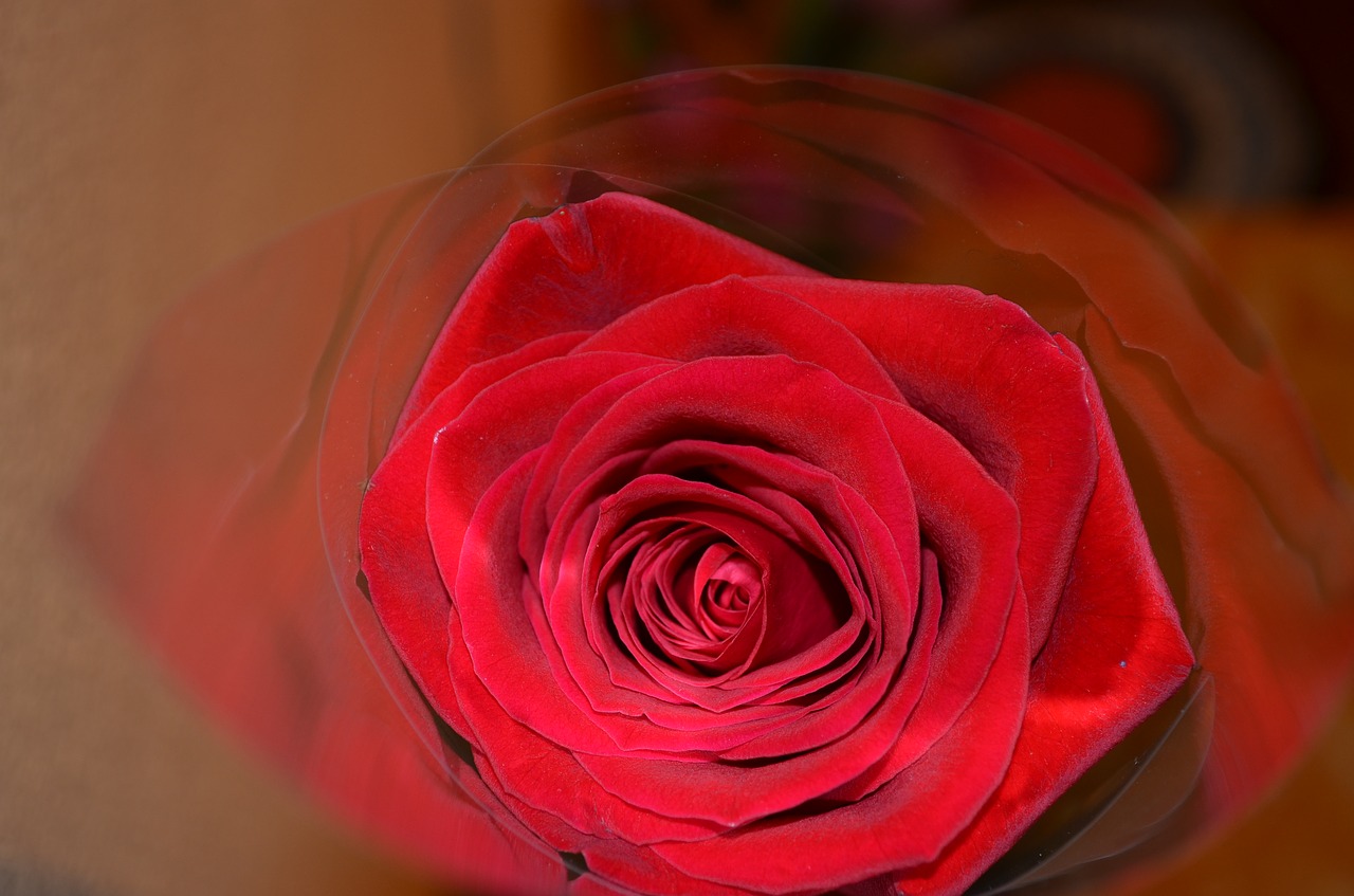 rose red rose beautiful flower free photo