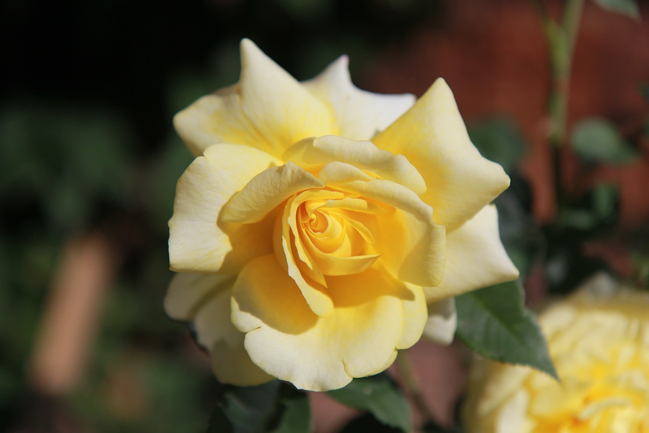 rose garden flowers free photo