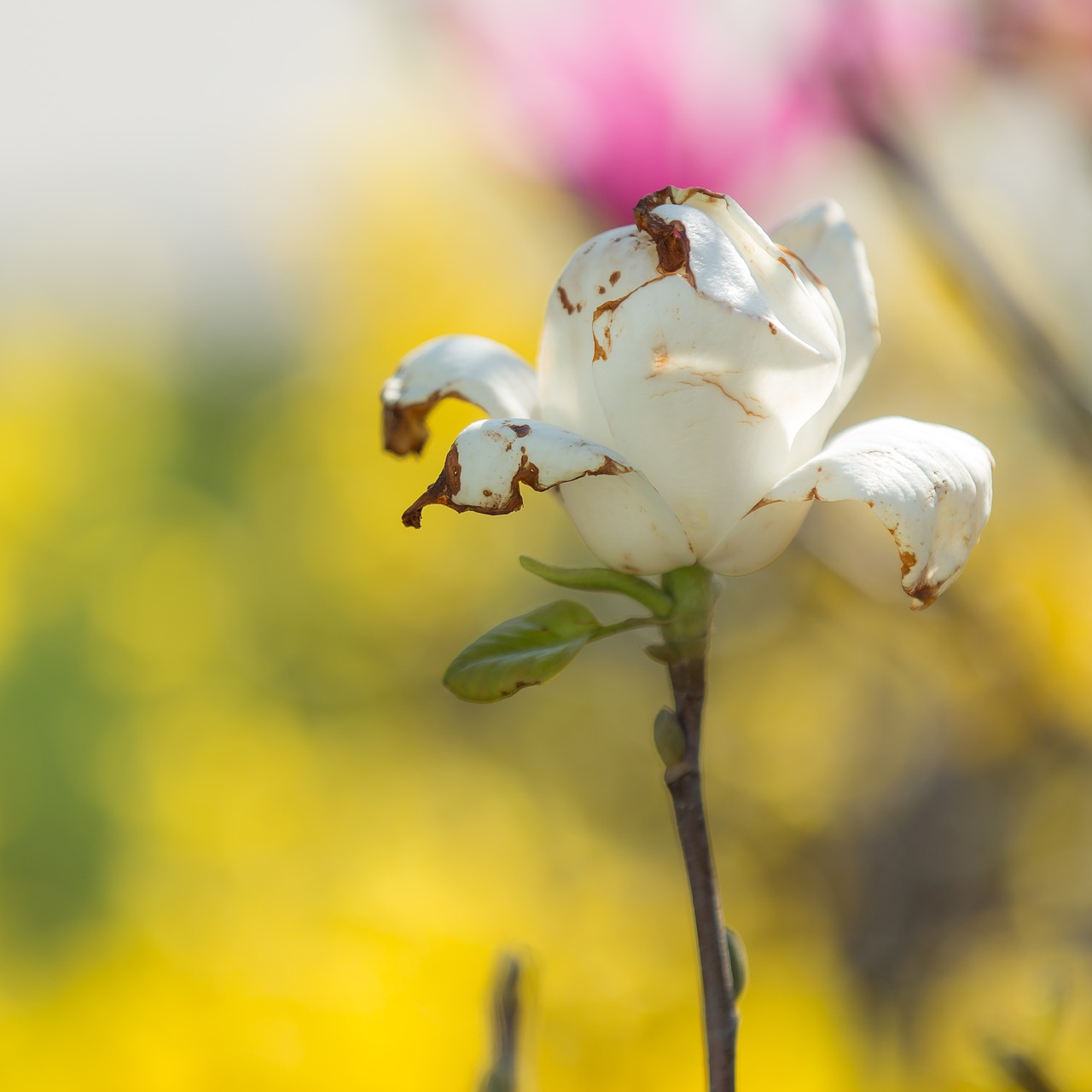 rose flower nature free photo