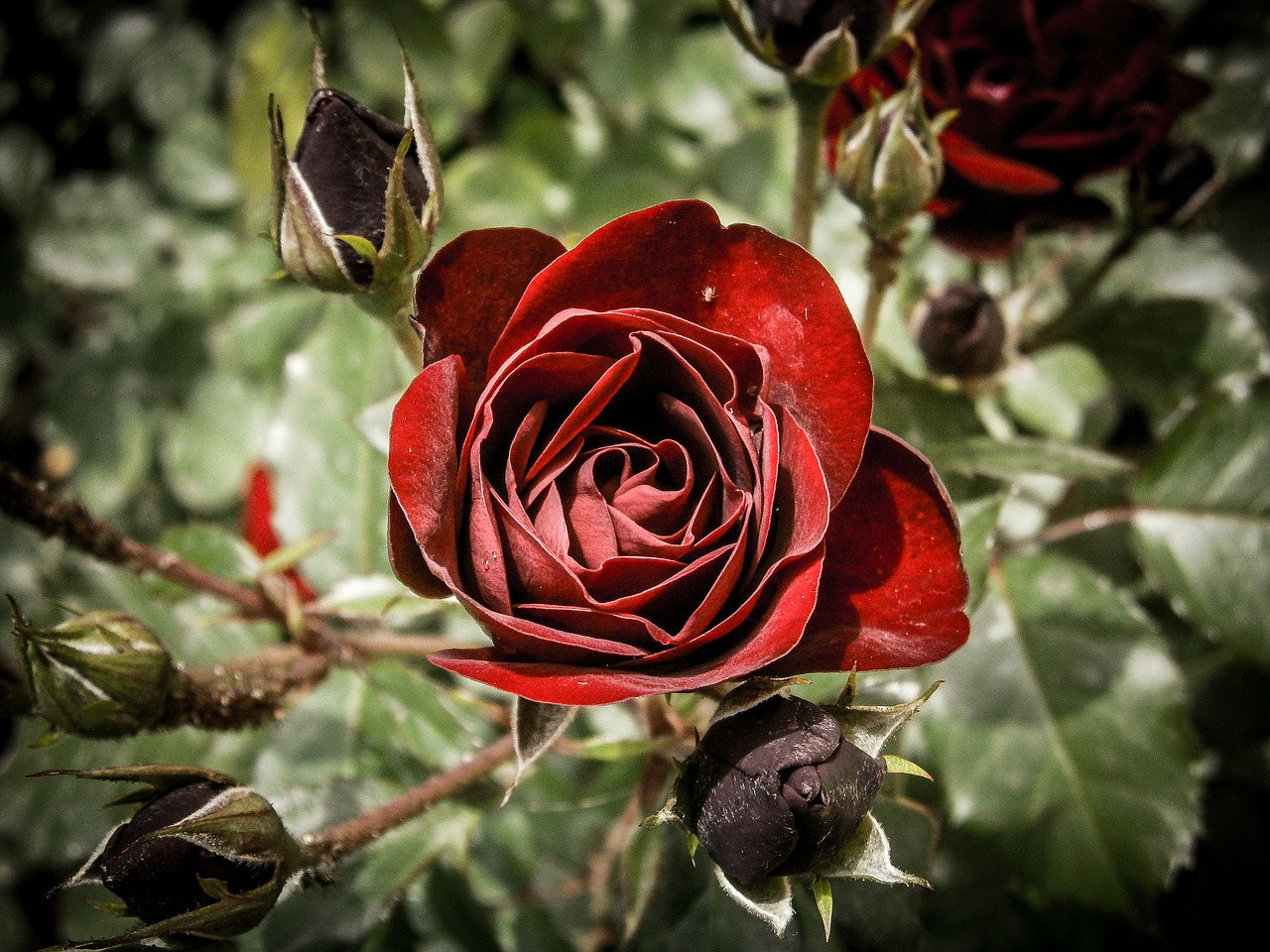 rose red flower free photo