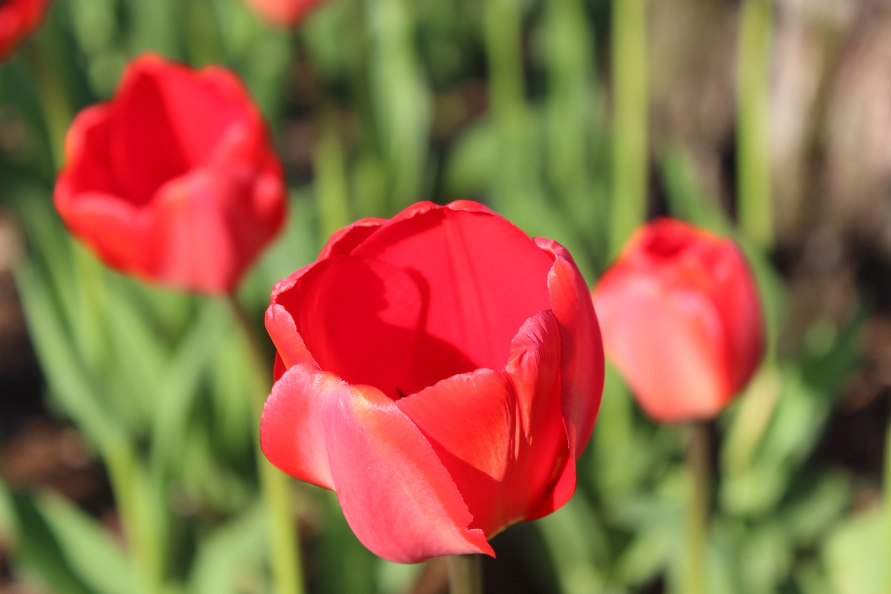 rose red flower garden free photo