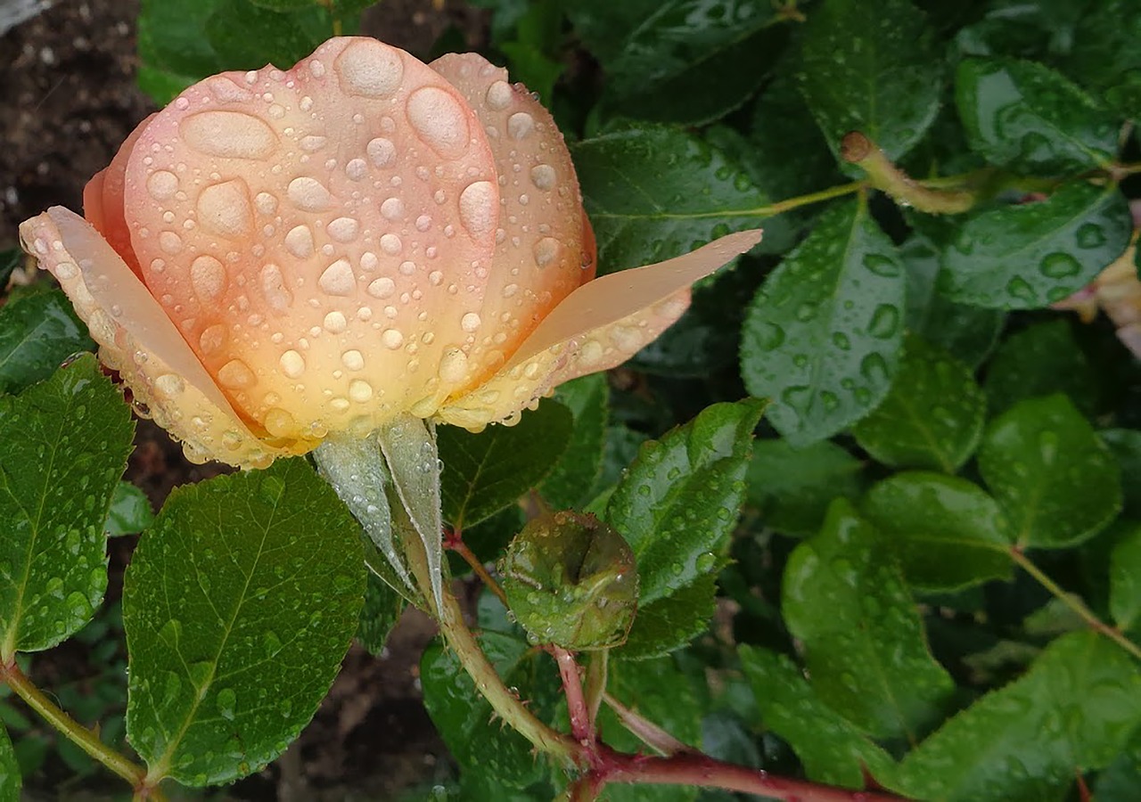 rose orange rose flower free photo