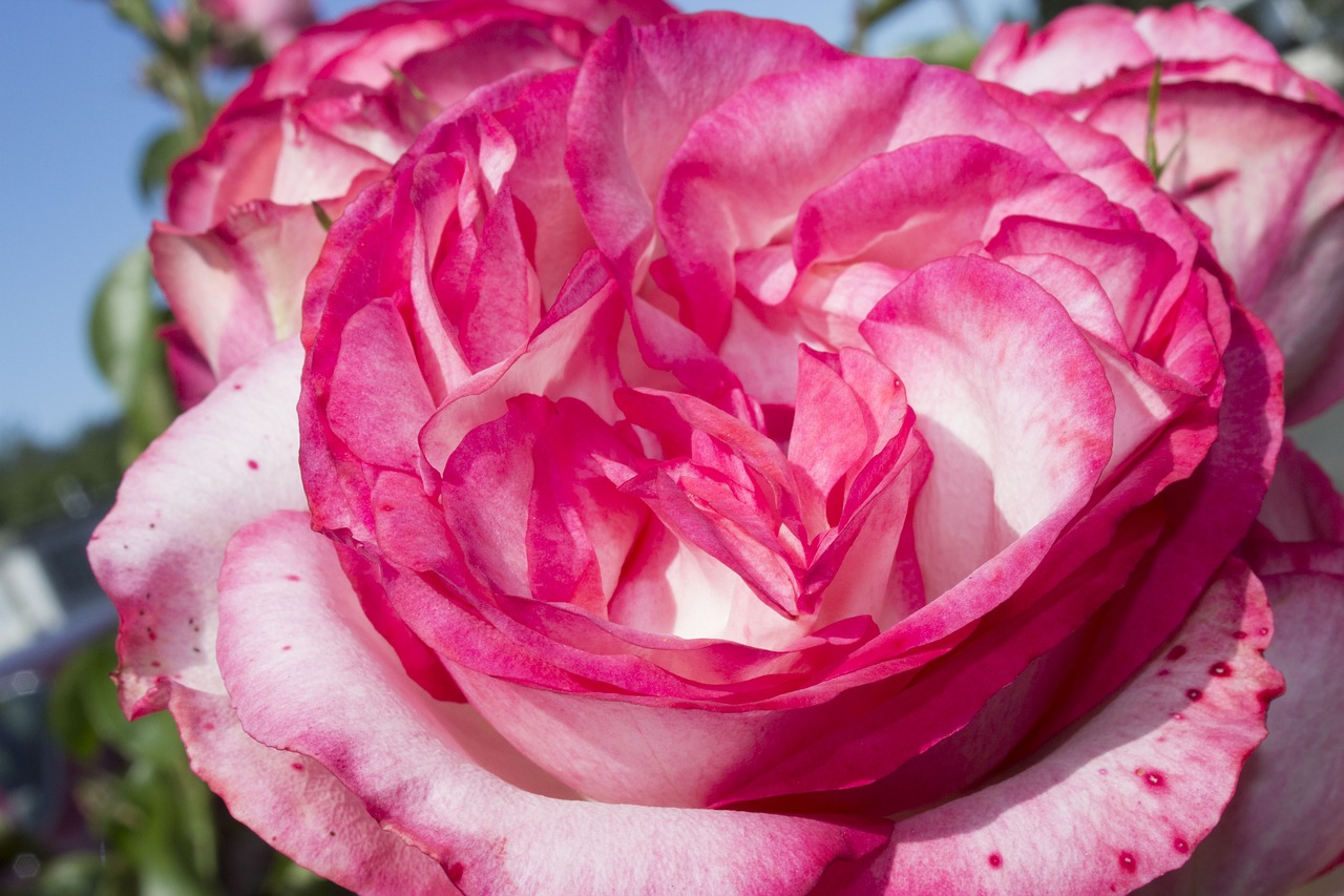 rose multicolored bloom free photo