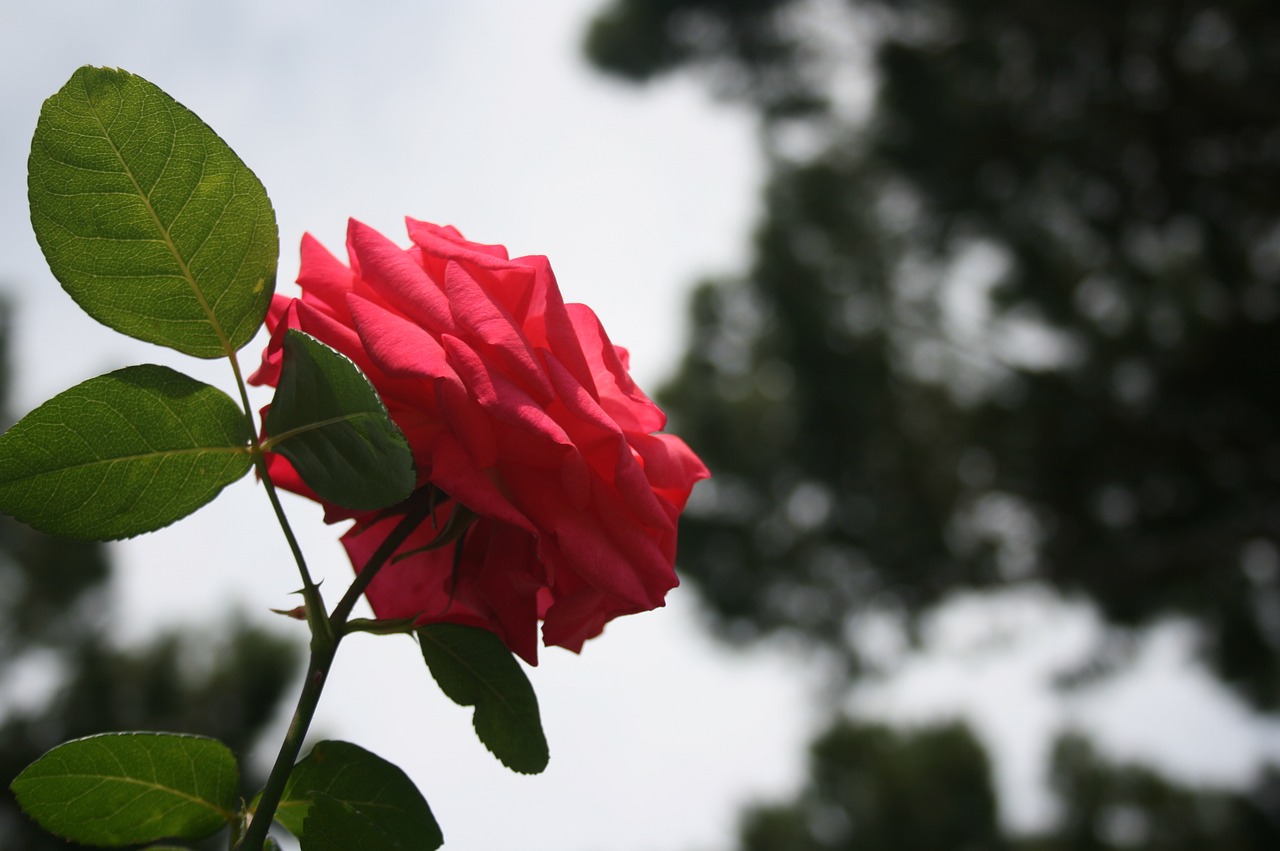 rose flower blossom free photo