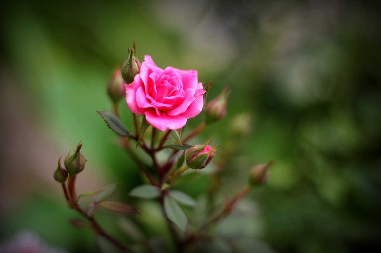 rose garden pink free photo