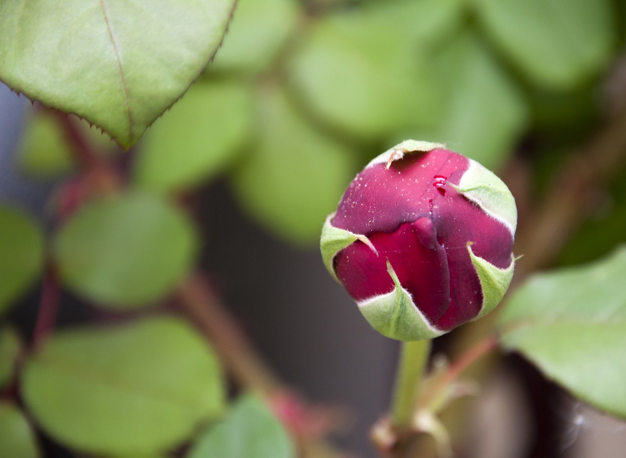 rose floral nature free photo