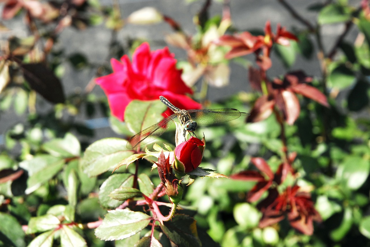 rose dragonfly n free photo