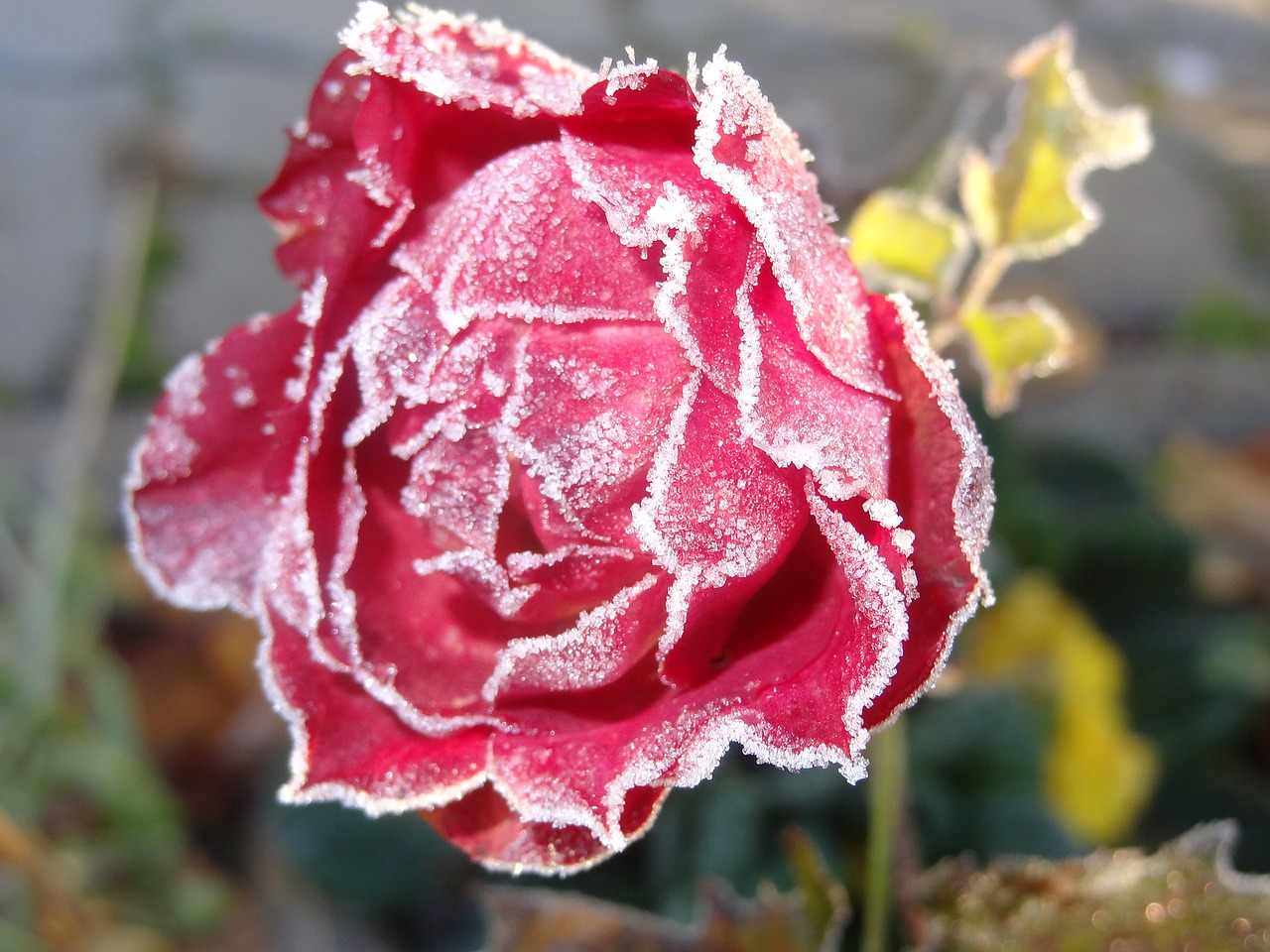 rose frosty flower free photo