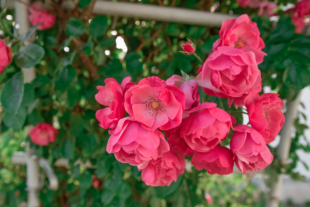 rose flowers red free photo